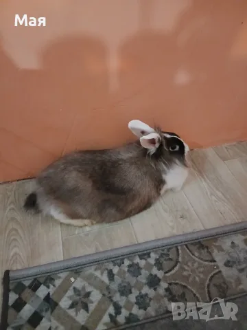Декоративно зайче