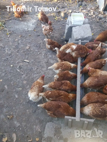 продавам пуйки пуяци , снимка 4 - Кокошки и пуйки - 52924697
