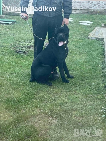 мъжко кане корсо за разплод, снимка 10 - Кане корсо - 53614357