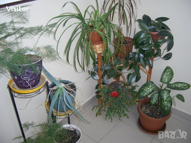 дигитален фотоапарат Praktica DCZ 6.3, снимка 12 - Фотоапарати - 53423195