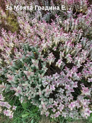 Хабе - Розова принцеса , снимка 7 - Градински цветя и растения - 49760853