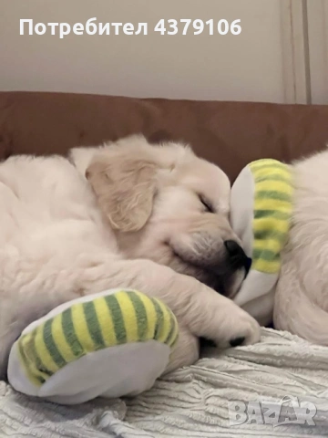 Голдън ретривър момче родословен баща