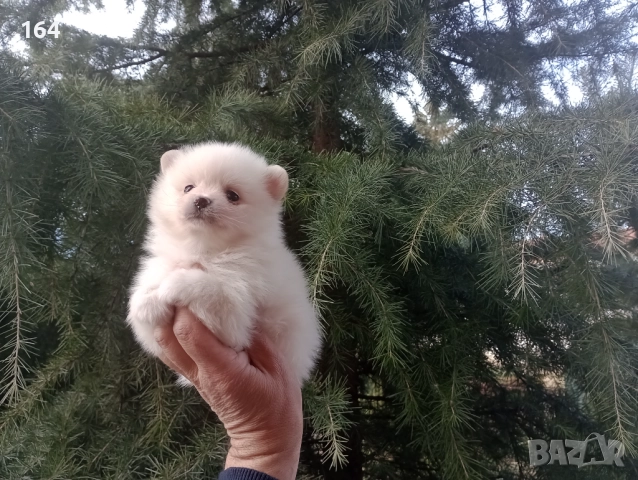 Бели мъжки и женски кученца. Померани., снимка 8 - Померан - 52932904