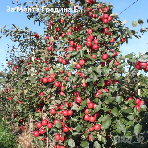 Ябълка - Red Love sirena, снимка 5 - Градински цветя и растения - 53620152