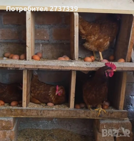 Кокошки носачки за яйца