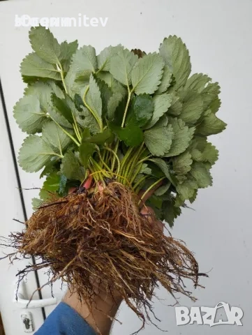 разсад ягоди малиби и капини, снимка 6 - Сортови семена и луковици - 53750922