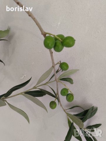 Студоустойчиви гръцки маслини, снимка 3 - Градински цветя и растения - 42298151