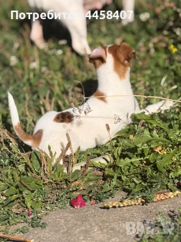 🐶 Продава се чистокръвен Джак Ръсел ❤️