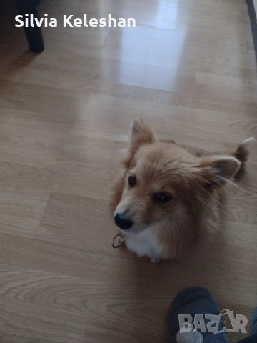 Търси се дом за женско куче , снимка 2 - Померан - 52643435