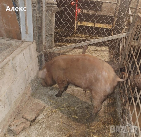 2 нерезчета по 60 кг, снимка 4 - Прасета - 53478331