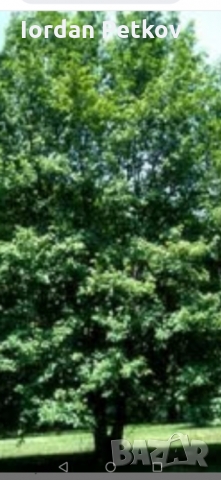 Полски клен в Градински цветя и растения в гр. Сливен - ID36112849 ...
