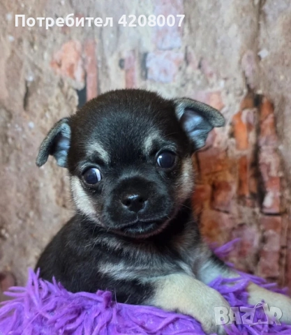 Бебе чихуахуа