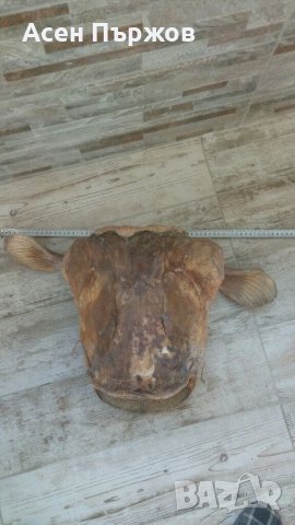 Глава от СОМ трофей, снимка 4 - Други животни - 35734796