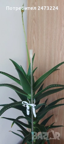 Алоета различни големини , снимка 3 - Стайни растения - 51935522