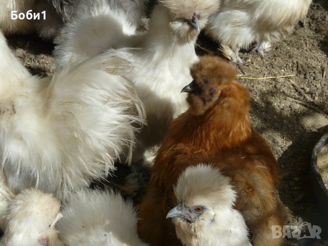 Яйца от копринки, снимка 8 - Кокошки и пуйки - 28681077