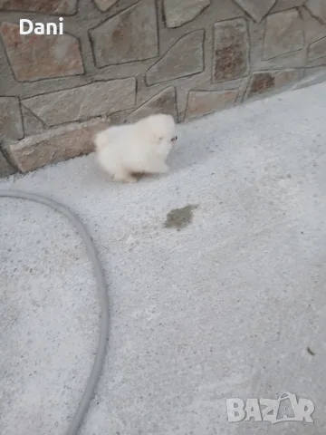 Mini Pomeran Momce, снимка 10 - Померан - 55735876