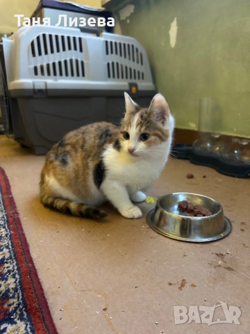Подарявам малко трицветно котенце. , снимка 5 - Други - 52790022