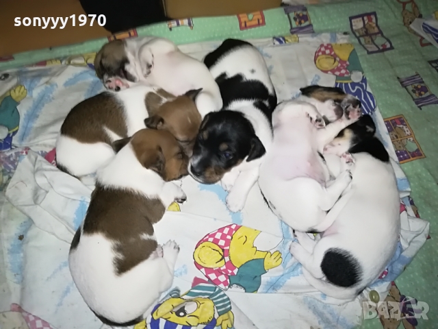 ДЖАКЧЕ-ЖЕНСКО 5 МЕСЕЦА БОНБОН 1103222003