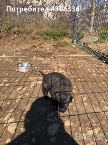 Шарпланинец кученца - чистокръвни , снимка 2 - Други - 53628473