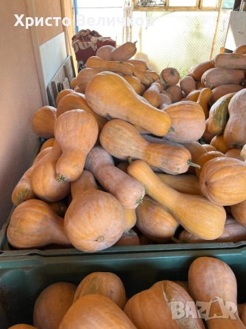 Тиква цигулка