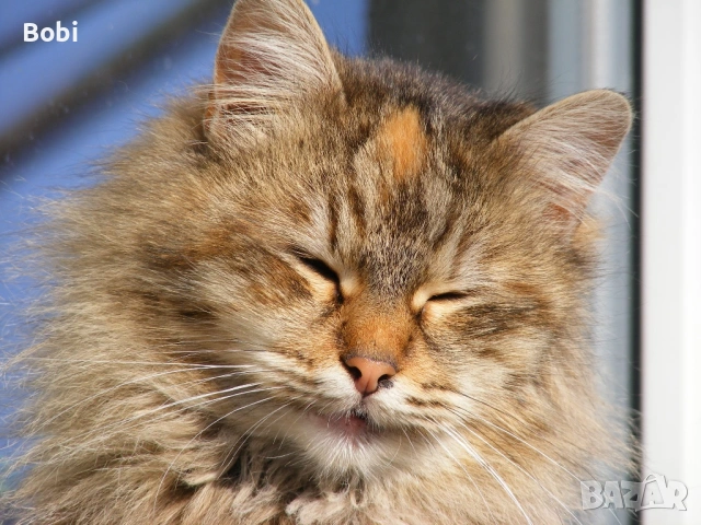 Fujifilm FinePix S5700, снимка 12 - Фотоапарати - 53655589