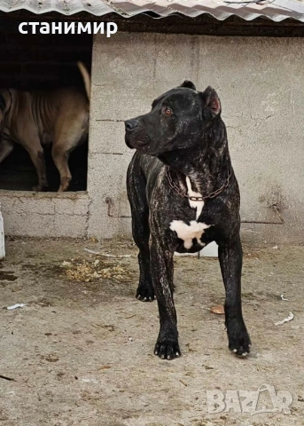 Преса Канарио / Дого Канарио , снимка 8 - Други - 41585132