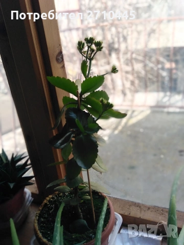 Каланхое, голямо, снимка 4 - Стайни растения - 52909393