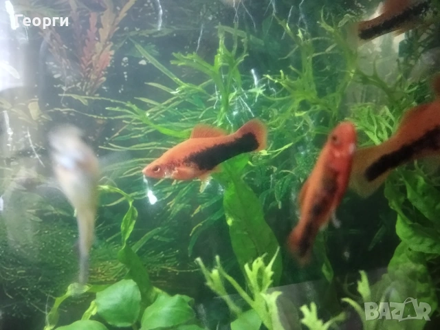 Хелери и гупи, снимка 3 - Рибки - 53621155