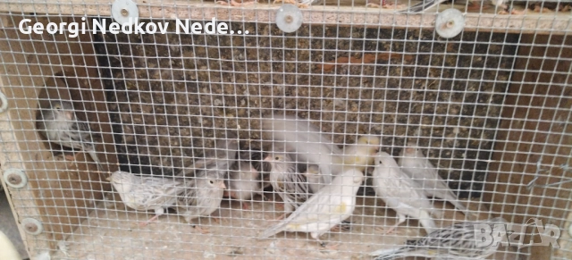 Продавам канари , снимка 3 - Канари - 52758060