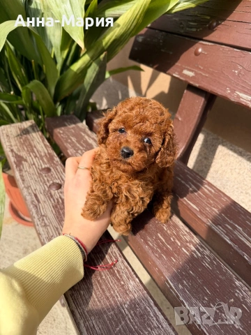 Той пудел , снимка 5 - Пудели - 53692932