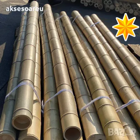 Семена бамбук Moso Bambo декоративни растения за дома и двора бамбуков разсад за декорация, снимка 4 - Сортови семена и луковици - 48995495