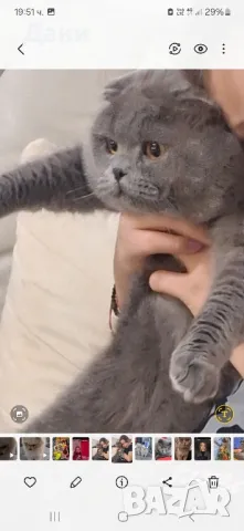 Красив клепоух  Шотландец за разплод , снимка 12 - Британска късокосместа - 40717423