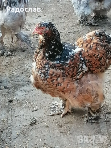 Кохин Стандарт кокошки и петли млади яйца,порцелан, мраморни, снимка 2 - Кокошки и пуйки - 52406347