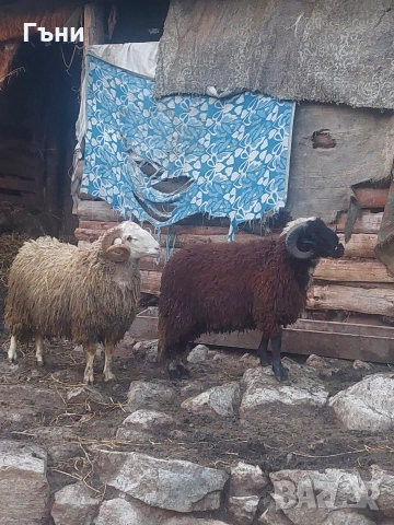 коч кочове овце , снимка 7 - Овце - 53624151
