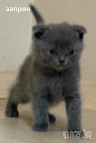 британски котенца, снимка 7 - Британска късокосместа - 53327267