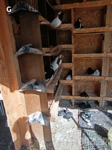 Гълъби различни видове , снимка 3 - Гълъби - 53737399