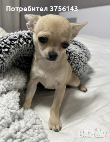 Мини Чихуахуа Момиченце Топ, снимка 2 - Чихуахуа - 53210833