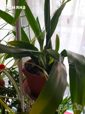 Орхидея Камбрия, снимка 2 - Градински цветя и растения - 47259812