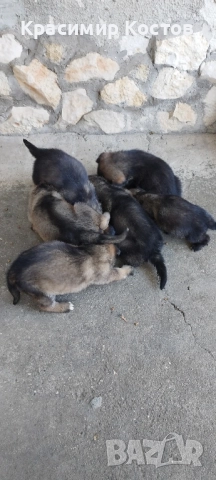 Подаряваме малки немски овчарки!!!, снимка 1
