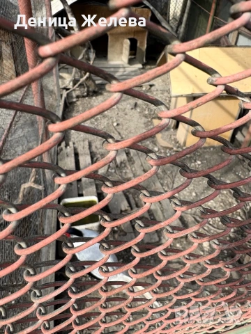 Продавам фазани,пауни, мандаринки, снимка 5 - други­ - 53856196