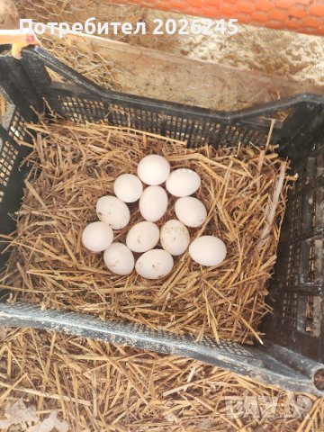 Оплодени яйца от кокошки Бял Легхорн, снимка 1 - Кокошки и пуйки - 44428087