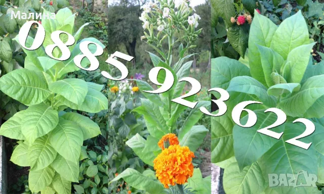 Семена Домат Стари Селски Сортове – Биологично и Екологично Отглеждани и Тютюн, снимка 6 - Сортови семена и луковици - 39081657