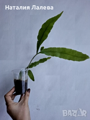 Езсфилум, epiphillym oxypetalum, снимка 4 - Стайни растения - 52970706