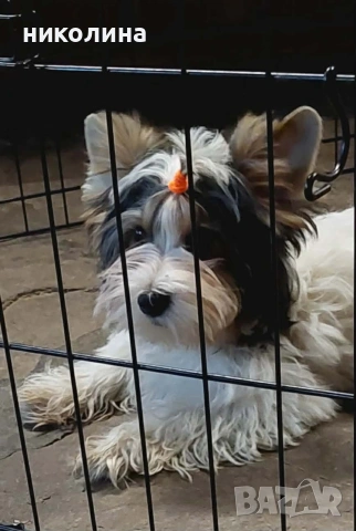 Продавам Йоркширски териер , снимка 11 - Йоркширски териер - 52706932