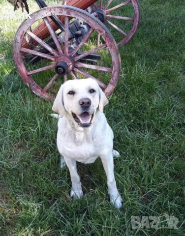 Женски Labrador retriever за разплод, снимка 7 - Лабрадор ретривър - 41936878