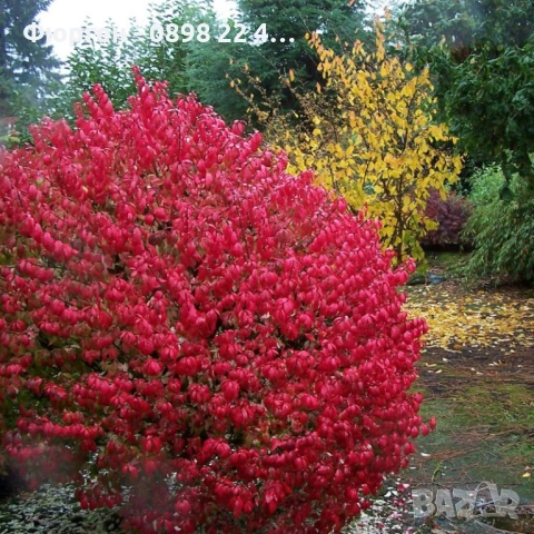 Oгнен храст - Euonymus alatus Студоустойчив , снимка 2 - Разсади - 38115122