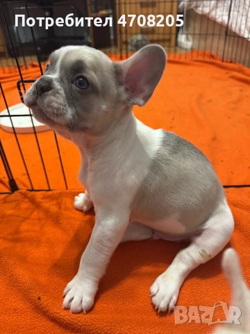 Френски булдог- бебета, снимка 2 - Френски булдог - 53089064