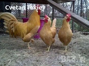 Легхорн различни цветове , снимка 3 - Кокошки и пуйки - 48890532
