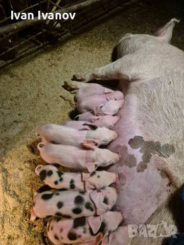 Малки прасенца, снимка 2 - Прасета - 53556476