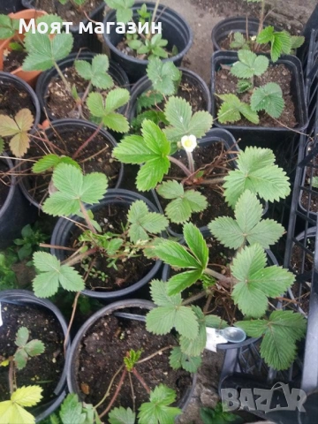 Горска ягода, снимка 4 - Градински цветя и растения - 53645320